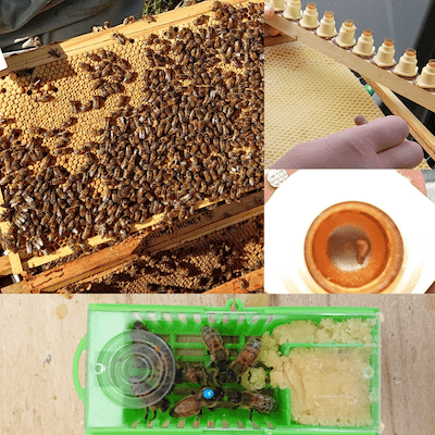 Queen Bees For Sale | Buy Queen Bee