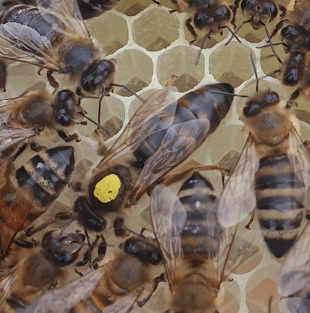 Dark Queen Bee | British Black Queen Bee For Sale | Northumberland Queen Bee