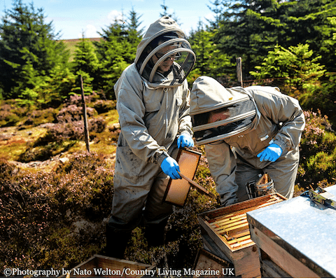 Beekeeping on the Heather Moors Northumberland