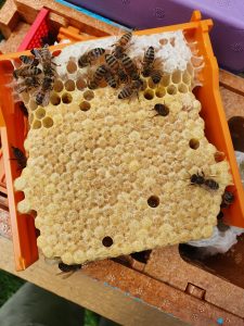 Queen Bees for Sale | Bee Breeding Work Northumberland Honey Co