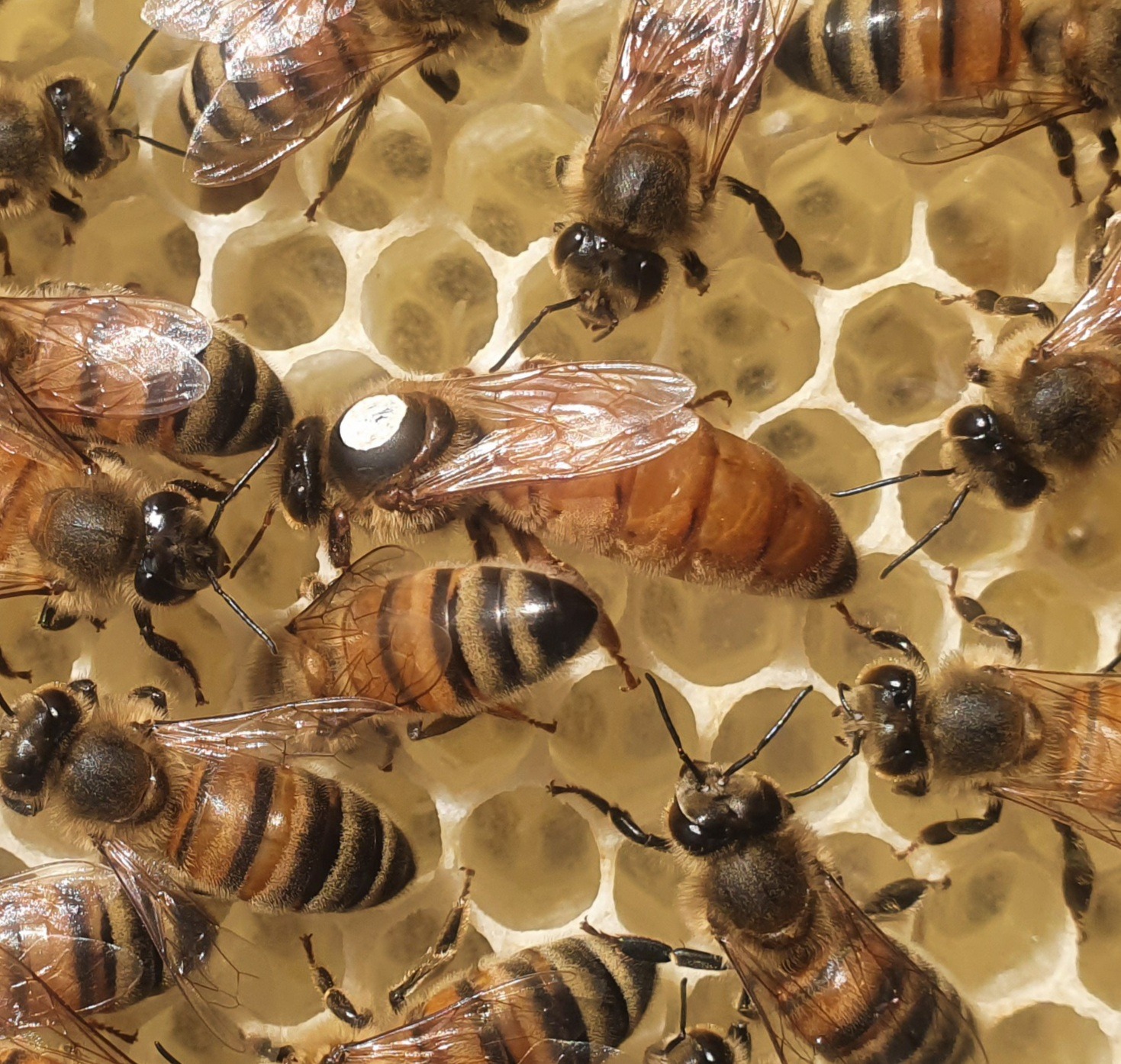 Mated Buckfast Queen | VSH Buckfast Queen by Northumberland Honey Co