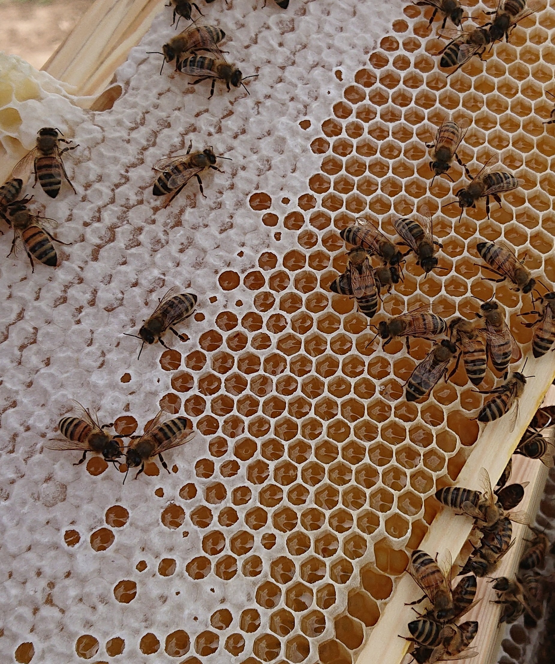 Benefits of Eating Honey | Benefits of Raw Honey