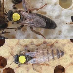 Virgin Queen Bees For Sale | Northumberland | UK