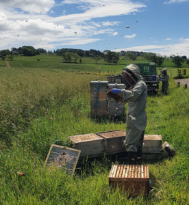 Discover Beekeeping Experiences