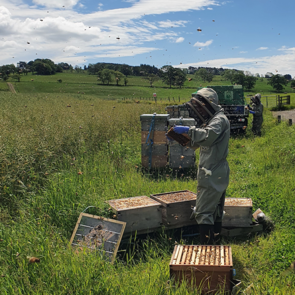 Discover Beekeeping Experiences