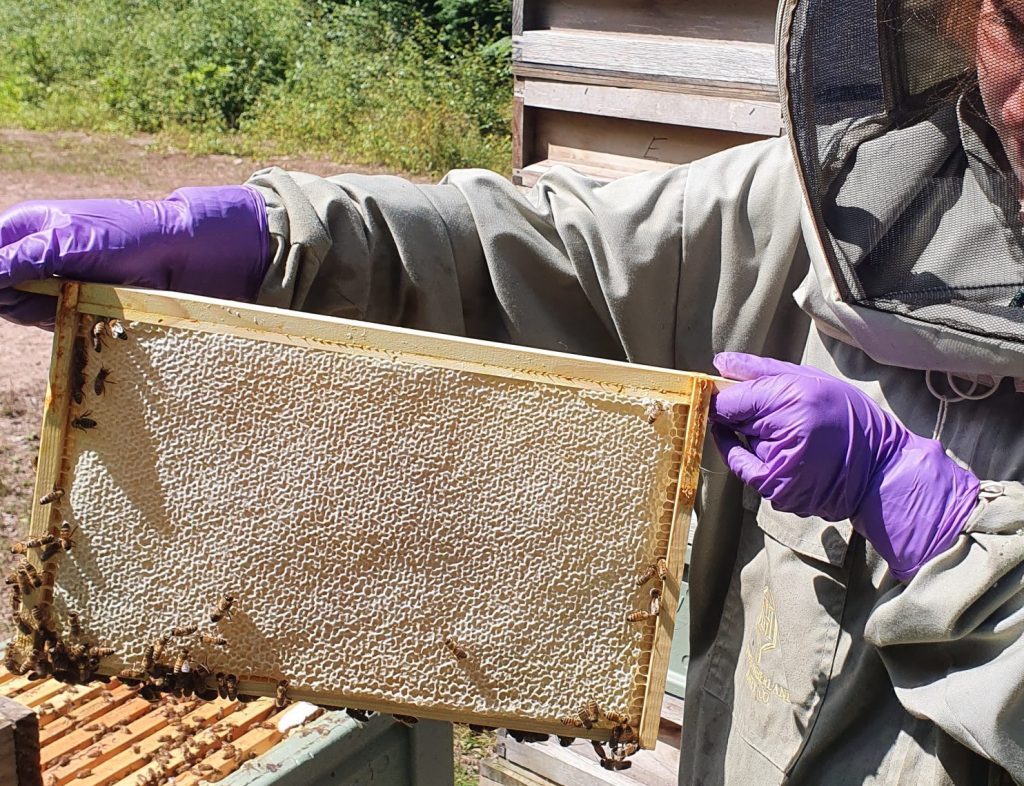 Cut Comb Honey Production Northumberland Honey Co