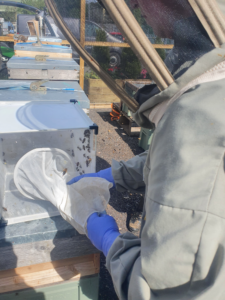 Caging Drones For II | Buy Queen Bee UK