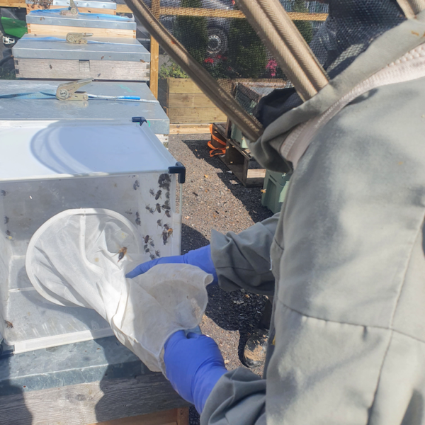 Caging Drones For II | Buy Queen Bee UK