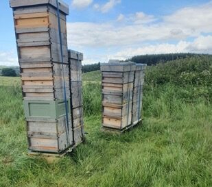 Bee Breeding | Strong Production Colonies