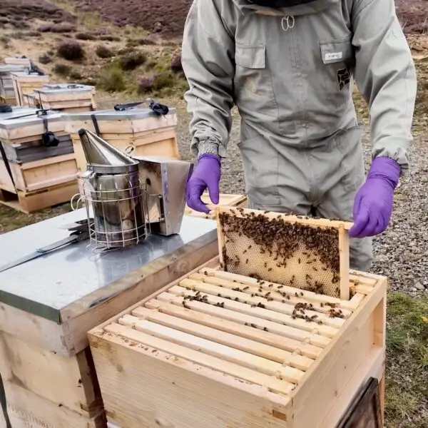 Hutchinson Beekeeper working bees