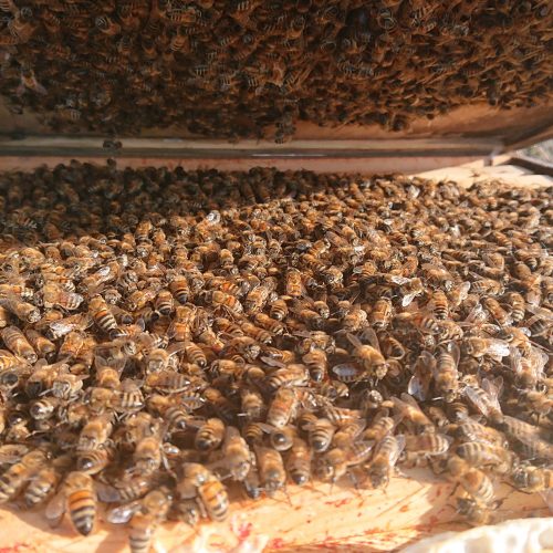 Honey Bee Colony Northumberland Honey Co