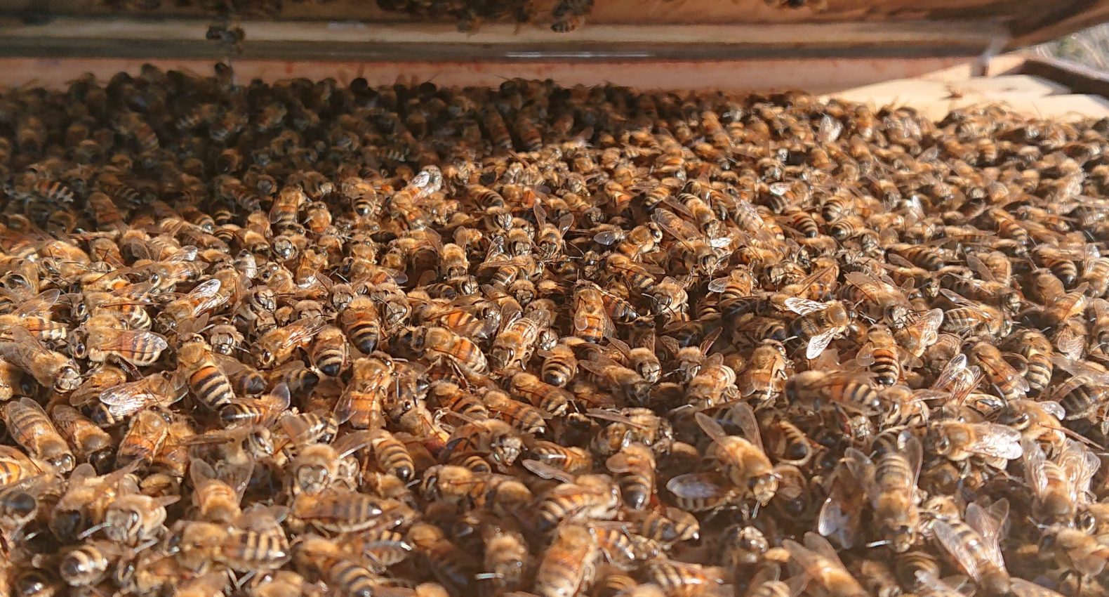 Honey Bee Colony Northumberland Honey Co